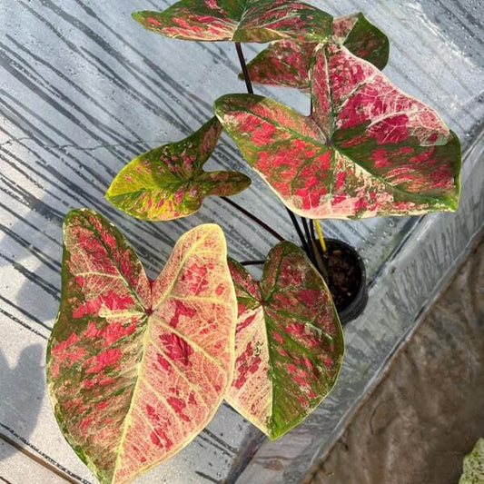Caladium YOD MONGKUT