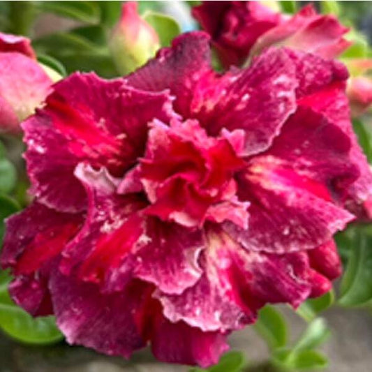 Adenium obesum YOK MANGKORN
