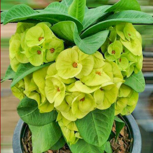 Euphorbia Milii YOK PADREW