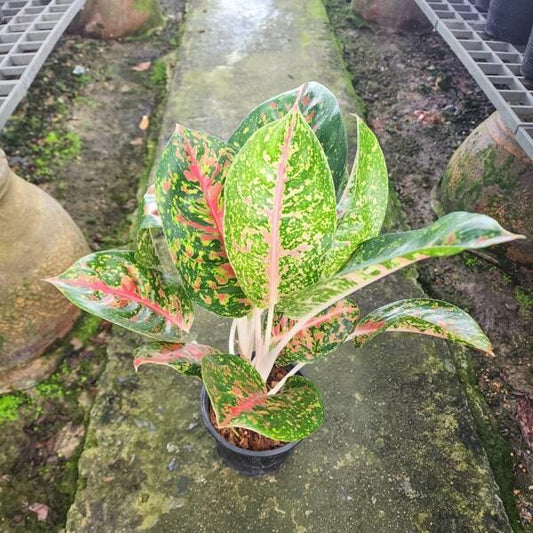 Aglaonema YOK SEDTHEE