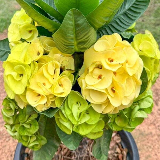 Euphorbia Milii YOK THONGKAM