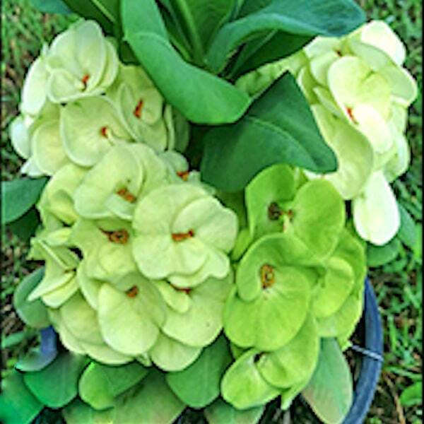 Euphorbia Milii YOK WILAI