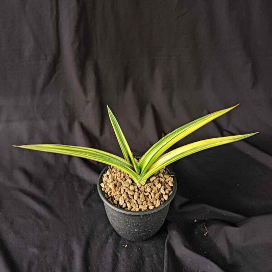 Sansevieria ZANZIBARICA VAR