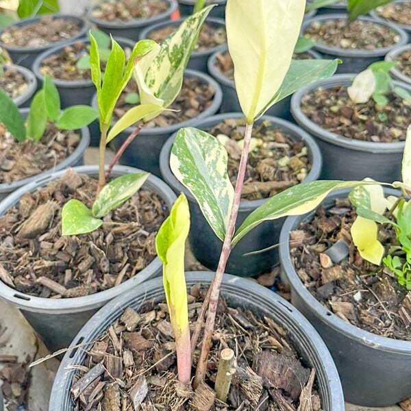 Zamioculcas BORAN VAR