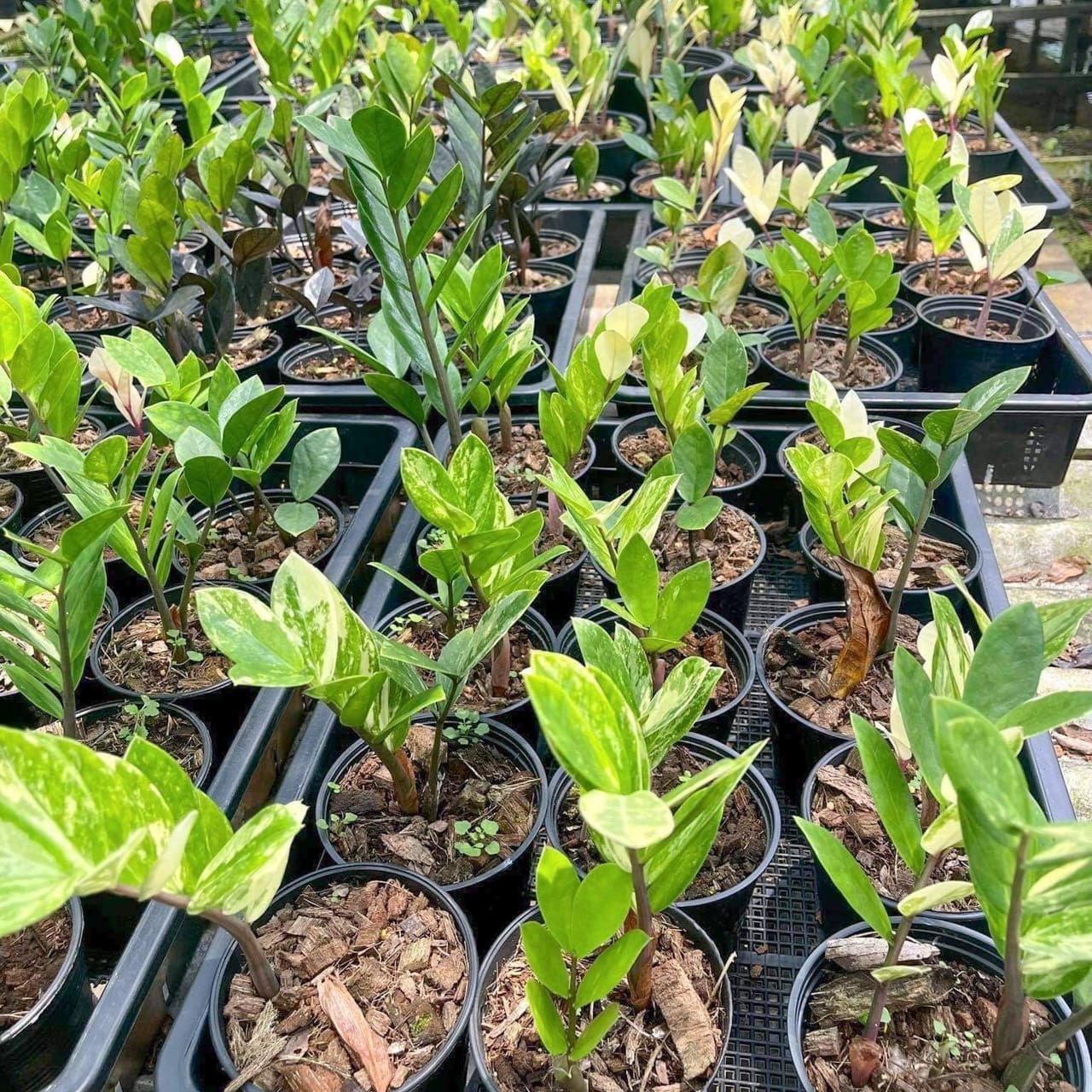 Zamioculcas VAR 6"
