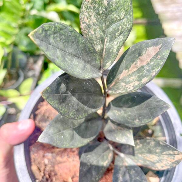 Zamioculcas BLACK VAR 5 leaves