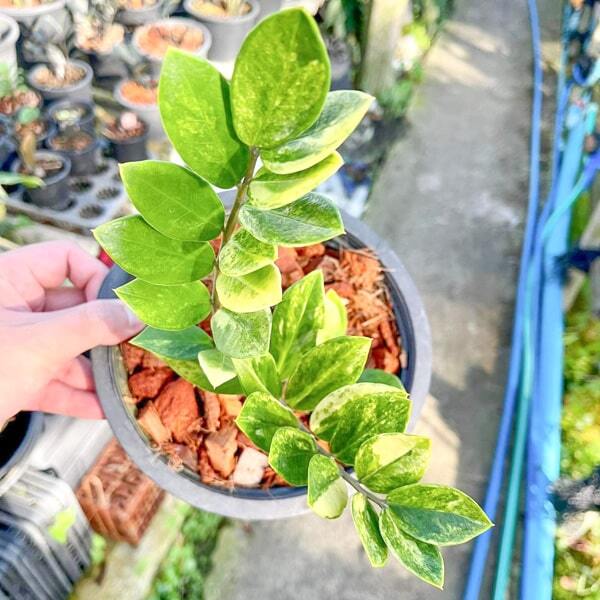 Zamioculcas VAR