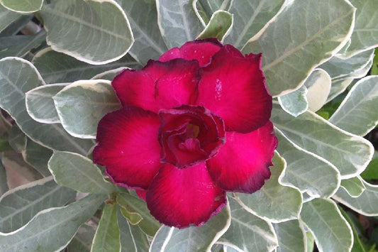 Adenium variegated RED VARIEGATED