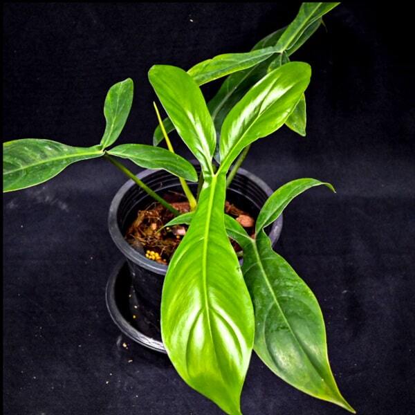 Philodendron 69686 BETTE WATERBURY
