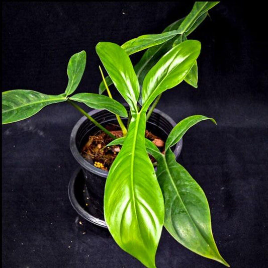 Philodendron 69686 BETTE WATERBURY
