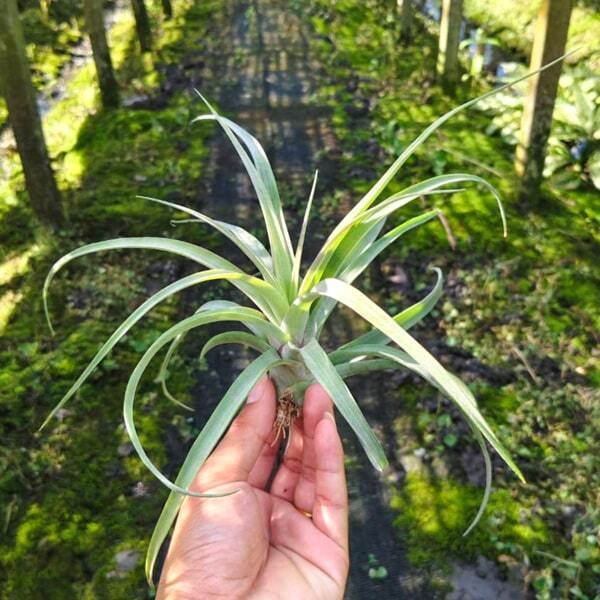 Tillandsia capitata Orange x streptophylla R