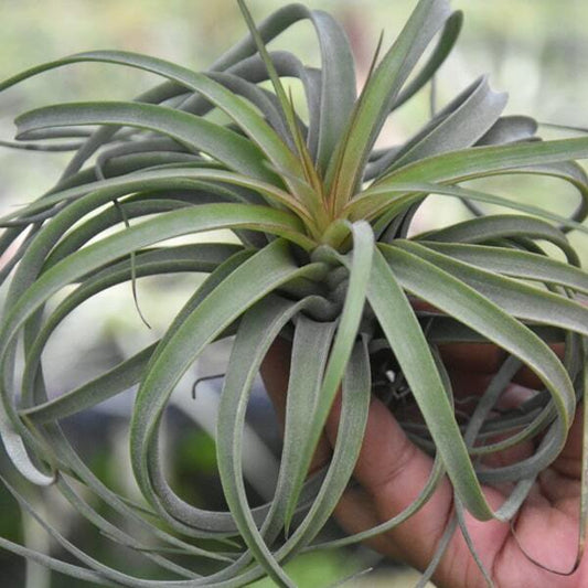 Tillandsia Redy (concolor x streptophylla) R