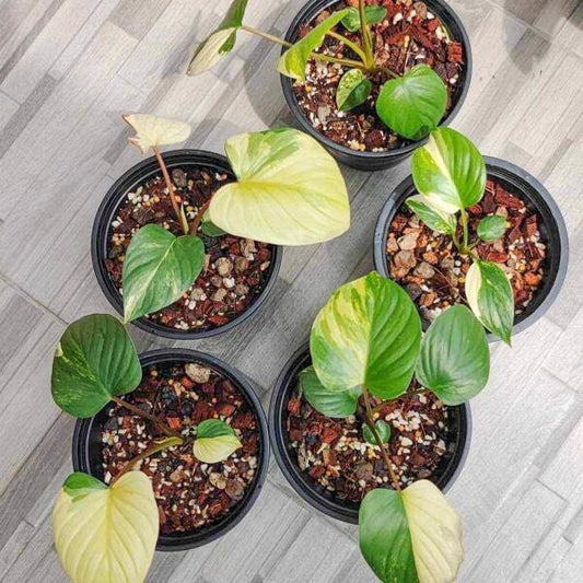 Homalomena RUBESCENS VAR YELLOW