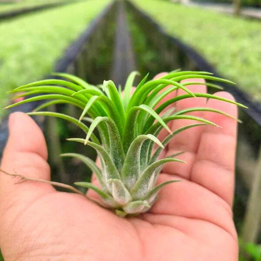 Tillandsia ionantha Druid R