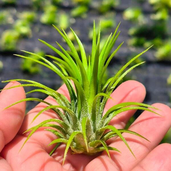 Tillandsia ionantha Fuego R