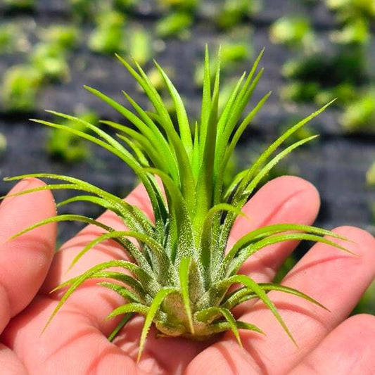 Tillandsia ionantha Fuego R