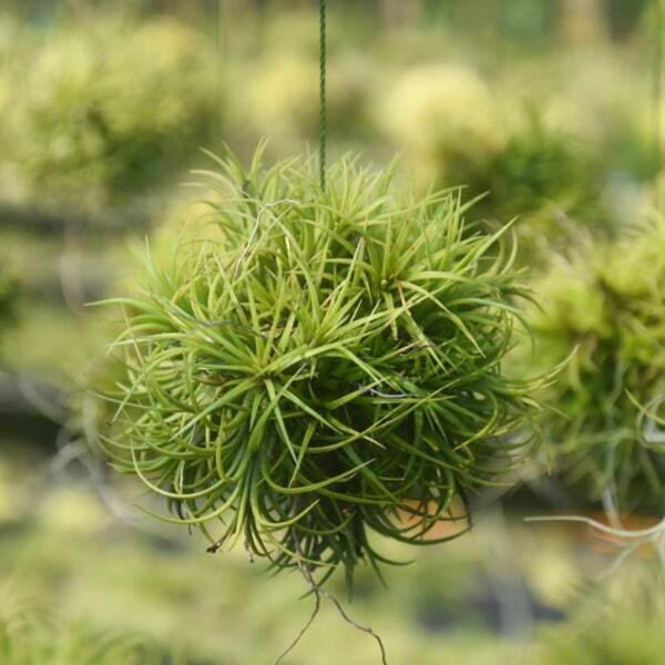 Tillandsia ionantha Fuego BALL