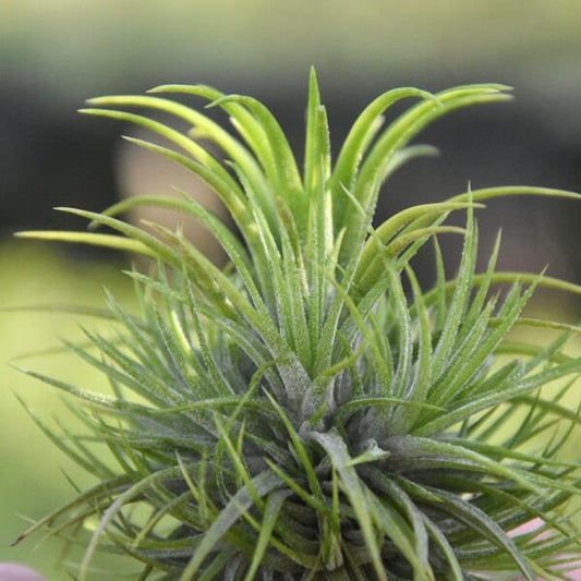 Tillandsia ionantha Green Snow CLUMP