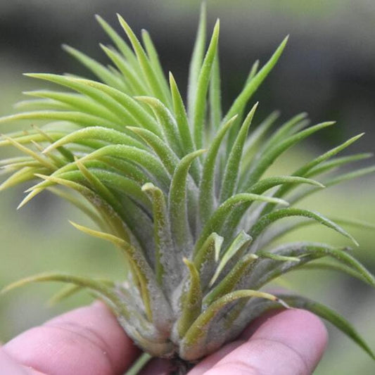 Tillandsia ionantha Huamelula R