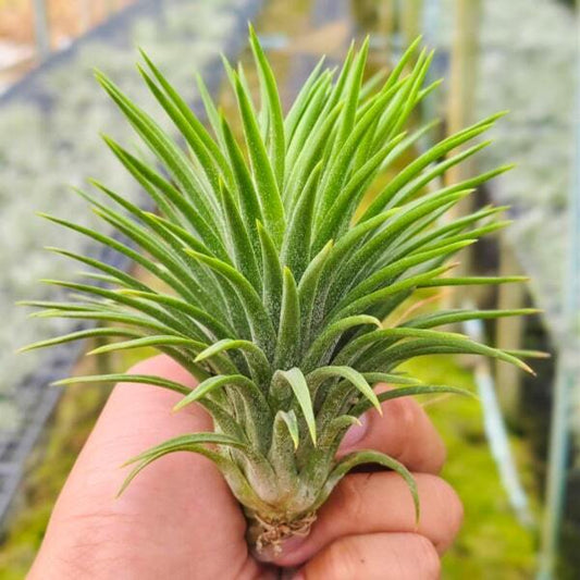 Tillandsia ionantha Monkey Tail L
