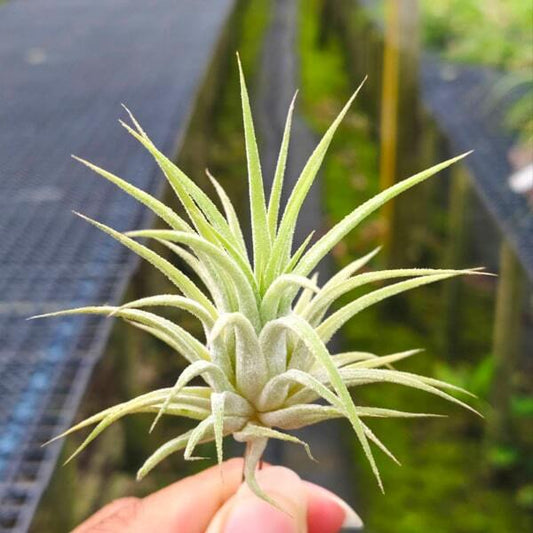 Tillandsia ionantha Peach