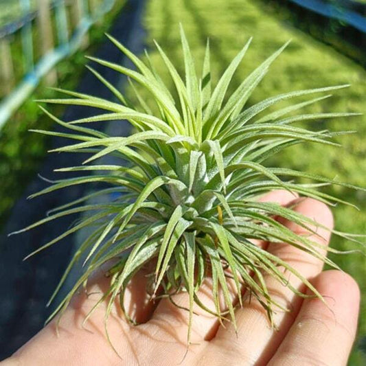 Tillandsia ionantha Rubra R