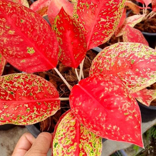 Aglaonema LAI NAM THONG