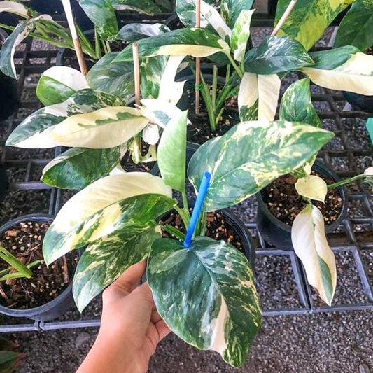 Monstera LECHLERIANA