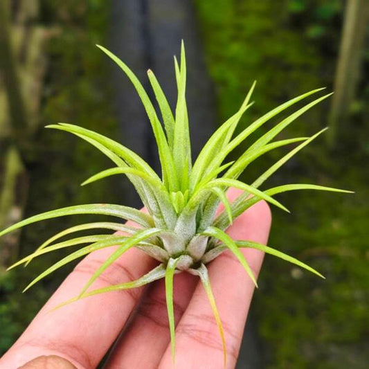 Tillandsia ionantha Green Snow R