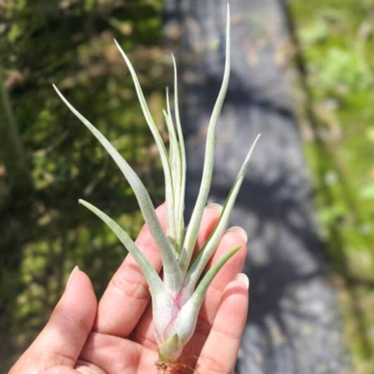 Tillandsia Mali Dofitas (caput-medusae x bulbosa) S