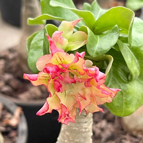 Adenium mini 04 QING YUMI