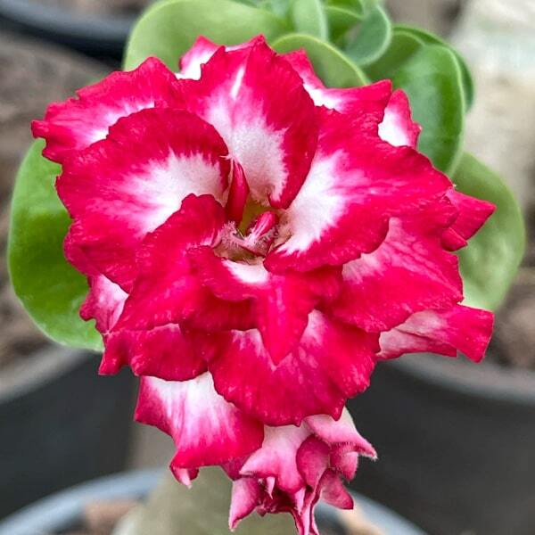 Adenium mini 15 PEERLESS BEAUTY