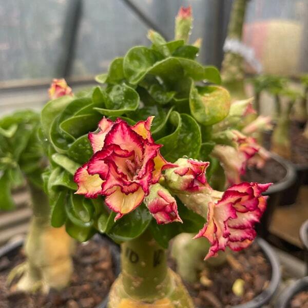 Adenium mini 18 CANARY