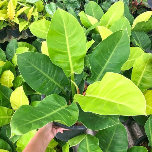 Philodendron MOONLIGHT