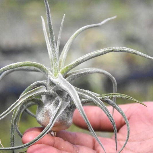 Tillandsia Sitting Pretty (streptophylla x paucifolioides) R