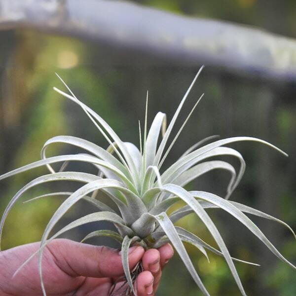 Tillandsia xerographica S