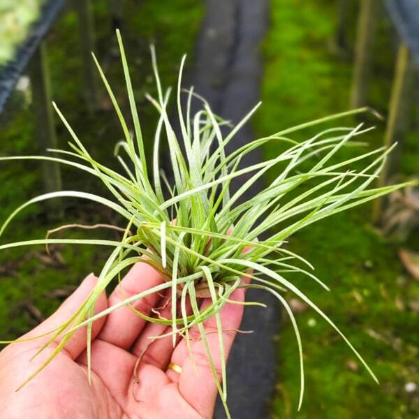 Tillandsia _apitata Yellow x novakii R