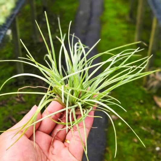 Tillandsia _apitata Yellow x novakii R